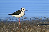 Pied Stilt